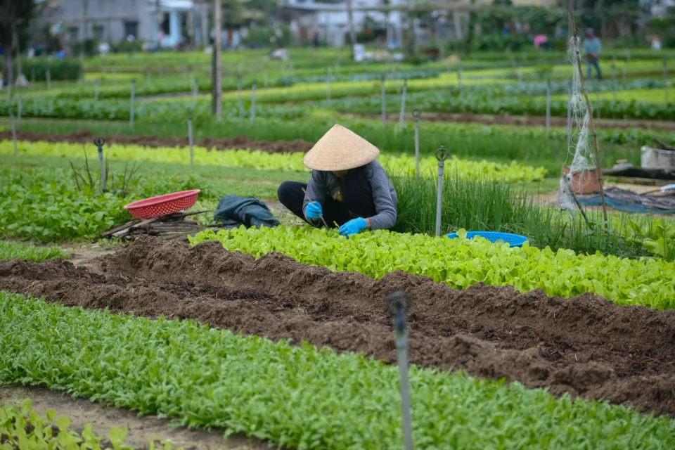Nông sản nhà vườn