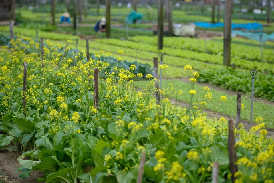 Nông sản nhà vườn